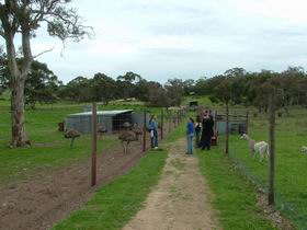 Avenue Emus - Accommodation Newcastle 0