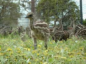 Avenue Emus - Accommodation Newcastle 1