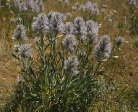 Terrick Terrick East ACT Accommodation Newcastle