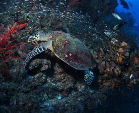 SS Yongala Dive Site - Accommodation Newcastle 3
