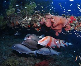 SS Yongala Dive Site - Accommodation Newcastle 2