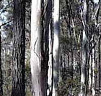 Kooyoora State Park - Accommodation Newcastle