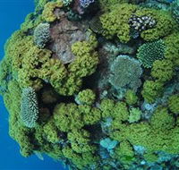 Keeper Reef Dive Site - Accommodation Newcastle