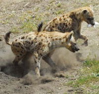 Altina Wildlife Park - Accommodation Newcastle