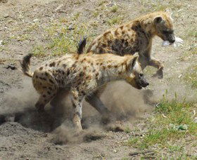 Altina Wildlife Park - Accommodation Newcastle 0