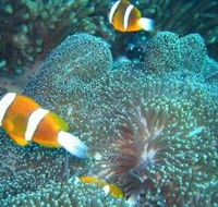 Davies Reef Dive Site - Accommodation Newcastle