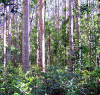 Cathu State Forest - Accommodation Newcastle