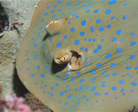 Jorgey's Patch Dive Site - Accommodation Newcastle 0