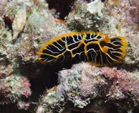 Jorgey's Patch Dive Site - Accommodation Newcastle 1