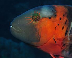 Jorgey's Patch Dive Site - Accommodation Newcastle 2