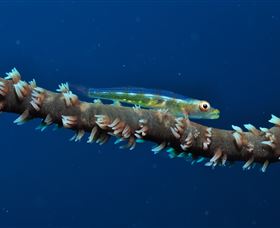 Jorgey's Patch Dive Site - Accommodation Newcastle 3