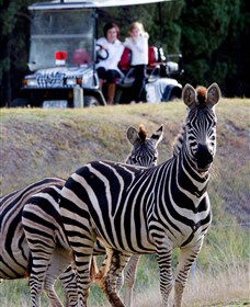 Taronga Western Plains Zoo, Dubbo - Accommodation Newcastle 1
