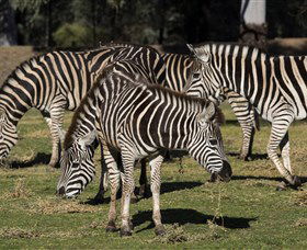 Taronga Western Plains Zoo, Dubbo - Accommodation Newcastle 5