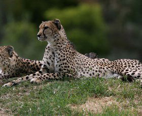 Taronga Western Plains Zoo, Dubbo - Accommodation Newcastle 6