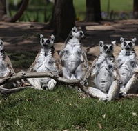 Savannah Visitor Plaza Taronga Western Plains Zoo Dubbo - Accommodation Newcastle