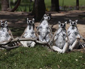 Savannah Visitor Plaza, Taronga Western Plains Zoo Dubbo - Accommodation Newcastle 0