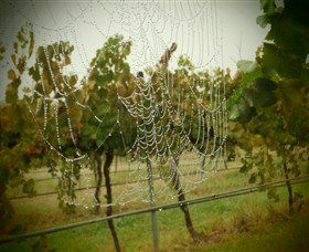 Red Earth Estate Vineyard - Accommodation Newcastle 8