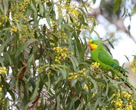 Savernake Day Tours - Accommodation Newcastle 3