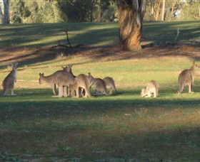 Savernake Day Tours - Accommodation Newcastle 4