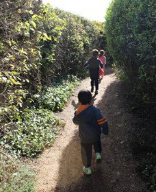 The Tangled Maze & Mistydowns Nursery - Accommodation Newcastle 2