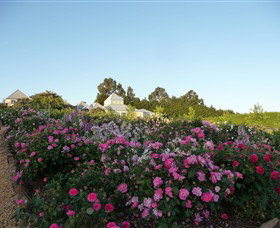 The Tangled Maze & Mistydowns Nursery - Accommodation Newcastle 3