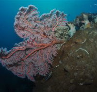 Luncheon Bay Dive Site - Accommodation Newcastle