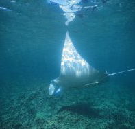 Manta Ray Bay Dive Site - Accommodation Newcastle