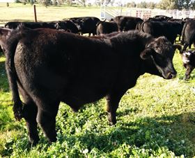 Ochre Arch Farm - Accommodation Newcastle 2