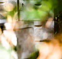 Bees on Keswick Island - Accommodation Newcastle