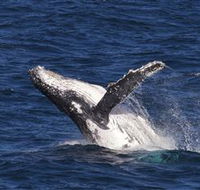 Whale Watching on Keswick Island - Accommodation Newcastle