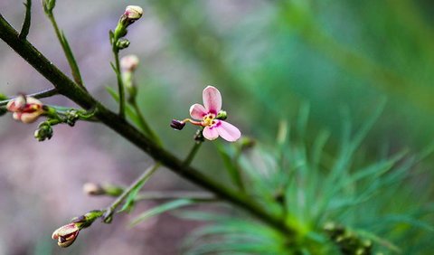 Lynchs Loop Trail - Accommodation Newcastle 2