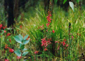 Enfield State Park - Accommodation Newcastle 0