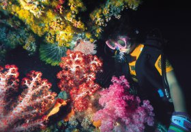 Bait Reef And Garys Lagoon Dive Site - Accommodation Newcastle 1