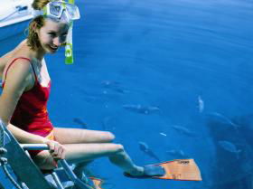 Bait Reef And Garys Lagoon Dive Site - Accommodation Newcastle 2