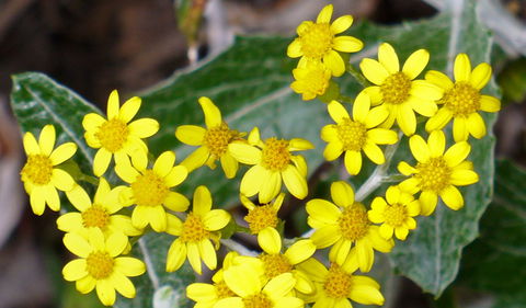 The Rock Nature Reserve - Kengal Aboriginal Place - Accommodation Newcastle 1