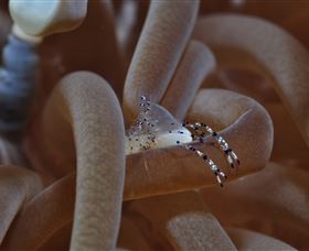 Monolith Dive Site - Accommodation Newcastle 1