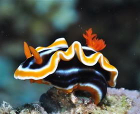 Monolith Dive Site - Accommodation Newcastle 0