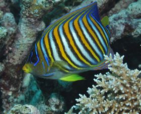 Monolith Dive Site - Accommodation Newcastle 3