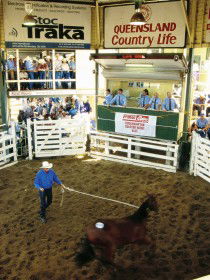 Gracemere Exhibition Complex - Accommodation Newcastle 0