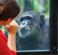 The Rockhampton Zoo - Accommodation Newcastle