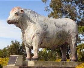 Rockhampton Bull Statues - Accommodation Newcastle 1