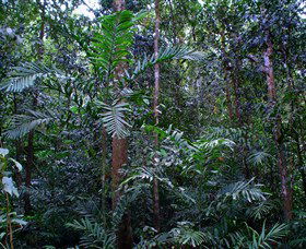 Kutini-Payamu (Iron Range) National Park (CYPAL) - Accommodation Newcastle 2