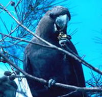 Mount Archer National Park - Accommodation Newcastle