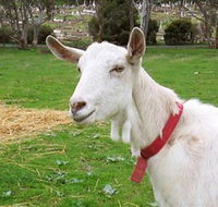 Dunkell Goats - Accommodation Newcastle