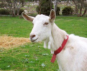 Dunkell Goats - Accommodation Newcastle 0