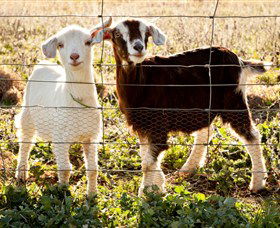 Dunkell Goats - Accommodation Newcastle 3