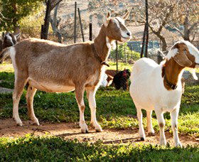 Dunkell Goats - Accommodation Newcastle 1