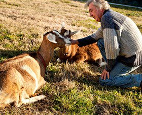 Dunkell Goats - Accommodation Newcastle 4