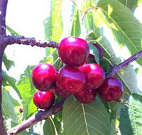 Ballinaclash Orchard and Cellar Door - Accommodation Newcastle