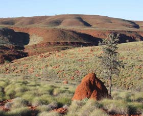 Camel Trail, Millstream-Chichester National Park - Accommodation Newcastle 0